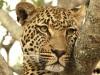 Leopard Close-up
